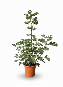 Drzewo figowe w formie krzewu - Ficus carica Brown Turkey - 100 cm