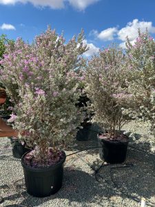 Texas Sage - Leucophyllum fruticans - 200 cm