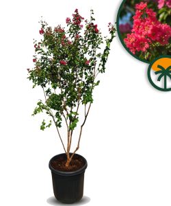 Lagerstrzemia indyjska - Lagerstroemia indica - wielopniowy - 200 cm - czerwone kwiaty