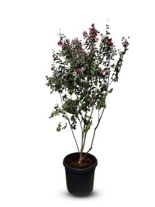 Lagerstrzemia indyjska - Lagerstroemia indica - wielopniowy - 200 cm - czerwone kwiaty
