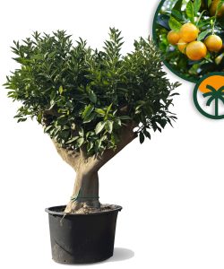 Drzewko pomarańczowe XXL - Citrus sinensis - 200 cm