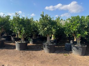 Drzewko pomarańczowe XXL - Citrus sinensis - 200 cm