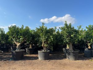 Drzewko pomarańczowe XXL - Citrus sinensis - 200 cm