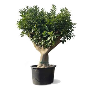 Drzewko pomarańczowe XXL - Citrus sinensis - 200 cm