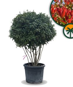 Photinia fraseri 'Red Robin' - wielopniowy - 220 cm
