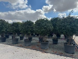 Photinia fraseri 'Red Robin' - wielopniowy - 220 cm