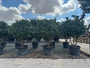 Photinia fraseri 'Red Robin' - wielopniowy - 220 cm
