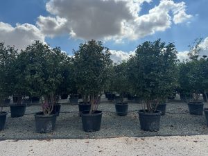 Photinia fraseri 'Red Robin' - wielopniowy - 220 cm