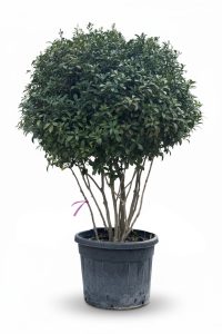Photinia fraseri 'Red Robin' - wielopniowy - 220 cm