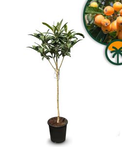 Głogownik japoński - Eriobotrya japonica - 160 cm