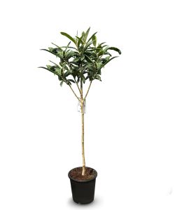Głogownik japoński - Eriobotrya japonica - 160 cm