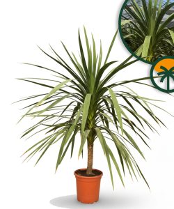 Palma - Cordyline australis - 160 cm