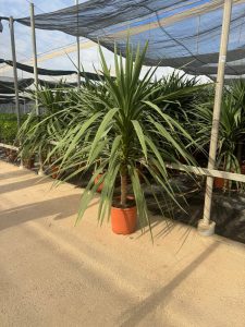 Palma - Cordyline australis - 160 cm