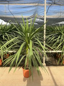 Palma - Cordyline australis - 160 cm