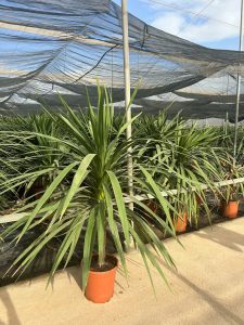 Palma - Cordyline australis - 160 cm
