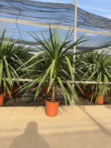 Palma - Cordyline australis - 160 cm