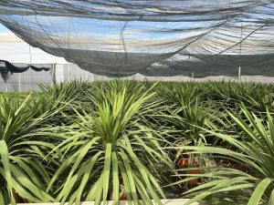 Palma - Cordyline australis - 160 cm