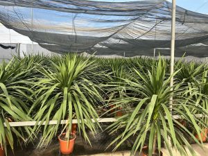Palma - Cordyline australis - 160 cm