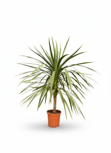 Palma - Cordyline australis - 160 cm