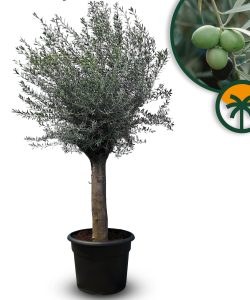Drzewo oliwne - Olea europaea - 50 lat - 250 cm