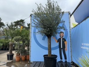 Drzewo oliwne - Olea europaea - 50 lat - 250 cm