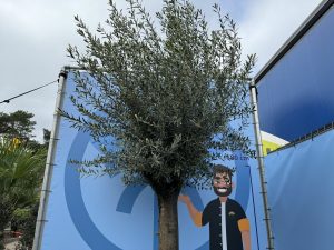 Drzewo oliwne - Olea europaea - 50 lat - 250 cm