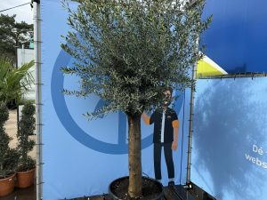 Drzewo oliwne - Olea europaea - 50 lat - 250 cm