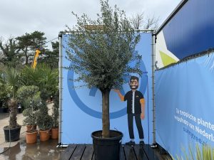 Drzewo oliwne - Olea europaea - 50 lat - 250 cm
