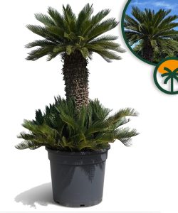 Palma - Cycas revoluta XXL - 200 cm