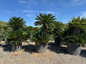 Palma - Cycas revoluta XXL - 200 cm