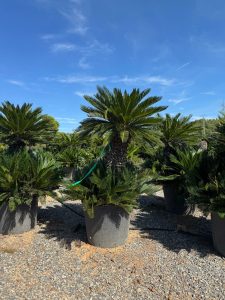 Palma - Cycas revoluta XXL - 200 cm