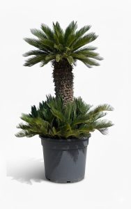Palma - Cycas revoluta XXL - 200 cm