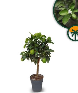 Limonka - Citrus latifolia - 90 cm