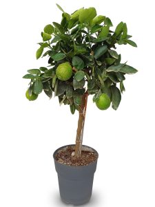 Limonka - Citrus latifolia - 90 cm