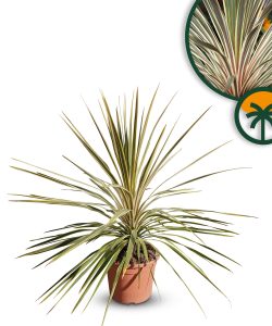 Palma - Cordyline australis 'Dazzler' - 100 cm