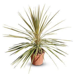 Palma - Cordyline australis 'Dazzler' - 100 cm