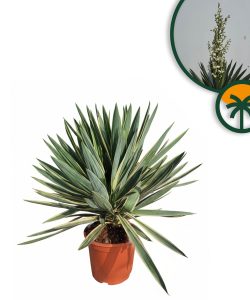 Palma - Yucca gloriosa Variegata - 100 cm