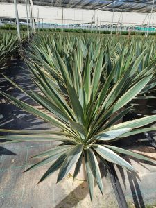 Palma - Yucca gloriosa Variegata - 100 cm