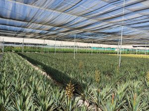 Palma - Yucca gloriosa Variegata - 100 cm