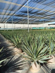 Palma - Yucca gloriosa Variegata - 100 cm