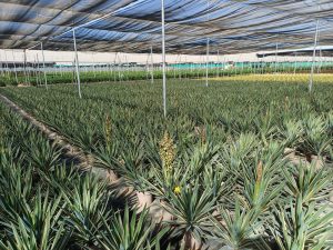 Palma - Yucca gloriosa Variegata - 100 cm