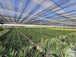 Palma - Yucca gloriosa Variegata - 100 cm