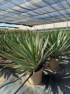 Palma - Yucca gloriosa Variegata - 100 cm
