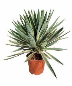 Palma - Yucca gloriosa Variegata - 100 cm