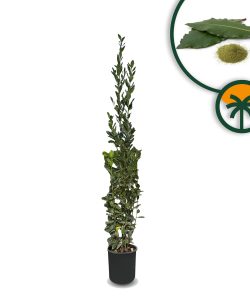 Wawrzyn szlachetny - Laurus nobilis - 160 cm