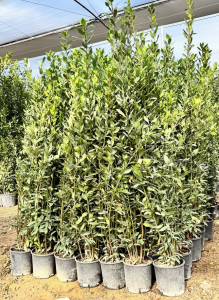 Wawrzyn szlachetny - Laurus nobilis - 160 cm