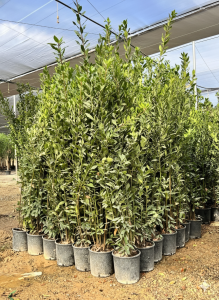 Wawrzyn szlachetny - Laurus nobilis - 160 cm