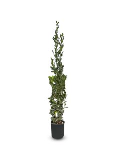 Wawrzyn szlachetny - Laurus nobilis - 160 cm
