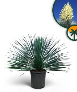 Palma - Yucca rostrata Blue - 100 cm