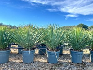 Palma - Yucca rostrata Blue - 100 cm